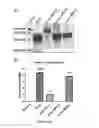 Fig. 33 - Pharmaceutical composition comprising bee venom-phospholipase A2 (BV-PLA2) for treating or preventing diseases related to degradation of abnormal regulatory T cell activity