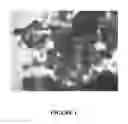Fig. 02 - Enzyme delivery systems and methods of preparation and use