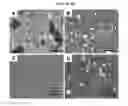 Fig. 03 - Silk microspheres and methods for surface lubrication