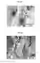 Fig. 05 - Silk microspheres and methods for surface lubrication