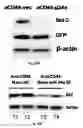 Fig. 45 - METHODS AND COMPOSITIONS OF MODULATING TUMOR INITIATING CELLS AND THE USE THEREOF