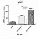 Fig. 48 - METHODS AND COMPOSITIONS OF MODULATING TUMOR INITIATING CELLS AND THE USE THEREOF