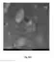 Fig. 58 - METHODS AND COMPOSITIONS OF MODULATING TUMOR INITIATING CELLS AND THE USE THEREOF