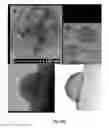 Fig. 59 - METHODS AND COMPOSITIONS OF MODULATING TUMOR INITIATING CELLS AND THE USE THEREOF