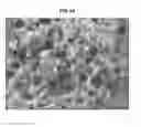 Fig. 08 - ZEOLITE COMPLEXES