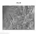Fig. 09 - ZEOLITE COMPLEXES