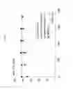 Fig. 08 - Process to make olefins from oxygenates
