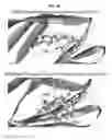 Fig. 65 - Benzathine analogs