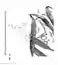 Fig. 72 - Benzathine analogs