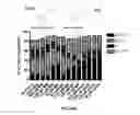 Fig. 45 - Materials and methods useful to induce vacuolization, cell death, or a combination thereof