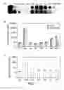 Fig. 02 - Modified virus vectors and methods of making and using the same