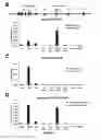 Fig. 06 - Controlled gene expression methods