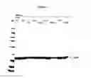 Fig. 02 - MODIFIED BOVINE SOMATOTROPIN POLYPEPTIDES AND THEIR USES