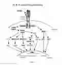 Fig. 02 - Modulation of TLR4-signaling pathway