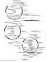 Fig. 06 - Monoclonal antibodies with enhanced ADCC function