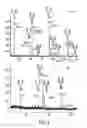 Fig. 09 - Monoclonal antibodies with enhanced ADCC function