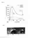 Fig. 02 - Hydrogel-forming composition and hydrogel produced from the same