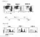 Fig. 02 - Method for the induction and expansion of natural killer cells derived from peripheral blood mononuclear cells