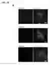 Fig. 03 - Generation of cardiomyocytes from human pluripotent stem cells