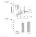 Fig. 04 - Generation of cardiomyocytes from human pluripotent stem cells