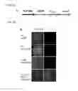 Fig. 05 - Generation of cardiomyocytes from human pluripotent stem cells