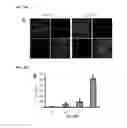 Fig. 07 - Generation of cardiomyocytes from human pluripotent stem cells