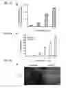 Fig. 10 - Generation of cardiomyocytes from human pluripotent stem cells