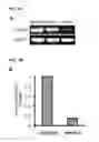 Fig. 11 - Generation of cardiomyocytes from human pluripotent stem cells