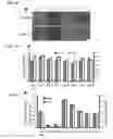 Fig. 13 - Generation of cardiomyocytes from human pluripotent stem cells