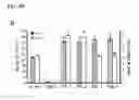 Fig. 15 - Generation of cardiomyocytes from human pluripotent stem cells