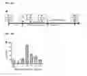 Fig. 16 - Generation of cardiomyocytes from human pluripotent stem cells