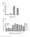 Fig. 19 - Generation of cardiomyocytes from human pluripotent stem cells
