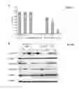 Fig. 24 - Generation of cardiomyocytes from human pluripotent stem cells