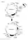 Fig. 07 - Transposition-mediated identification of specific binding or functional proteins