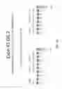 Fig. 33 - MULTIPLE EXON SKIPPING COMPOSITIONS FOR DMD