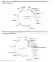 Fig. 02 - PLANTS WITH INCREASED YIELD AND A METHOD FOR MAKING THE SAME