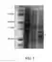 Fig. 02 - Recombinant Synthesis of Alkanes