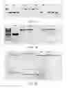 Fig. 03 - MICROORGANISMS AND METHODS FOR THE PRODUCTION OF KETONES