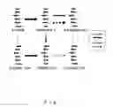 Fig. 02 - D-glucaric acid producing bacterium, and method for manufacturing D-glucaric acid