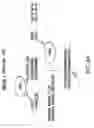Fig. 45 - METHODS AND COMPOSITIONS FOR SEAMLESS CLONING OF NUCLEIC ACID MOLECULES