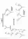 Fig. 77 - Immuno-amplification