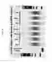 Fig. 07 - Multiplex targeted amplification using flap nuclease