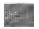 Fig. 04 - FAST AND RELIABLE WINE LACTIC BACTERIA IDENTIFICATION METHOD
