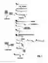 Fig. 02 - OLIGONUCLEOTIDE PRIMERS, PROBES, KITS AND METHODS FOR DETECTION OF CYTOMEGALOVIRUS