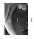 Fig. 06 - Preparation of Modified Organic Core Materials and Metallic Shell Composite Microspheres