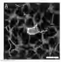 Fig. 01 - QUANTITATIVE ANALYSIS OF CONTACT-DEPENDENT CELL-TO-CELL TRANSFER AND DISEASE TRANSMISSION