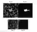 Fig. 02 - QUANTITATIVE ANALYSIS OF CONTACT-DEPENDENT CELL-TO-CELL TRANSFER AND DISEASE TRANSMISSION