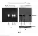 Fig. 05 - sAPP-alpha as a Biomarker for Prediction of Inflammatory and Autoimmune-Related Disorders