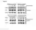 Fig. 03 - Trapping mammalian protein-protein complexes in virus-like particles utilizing HIV-1 GAG-bait fusion proteins