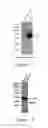 Fig. 02 - PEPTIDE AND ANTIBODY LIBRARIES AND USES THEREOF